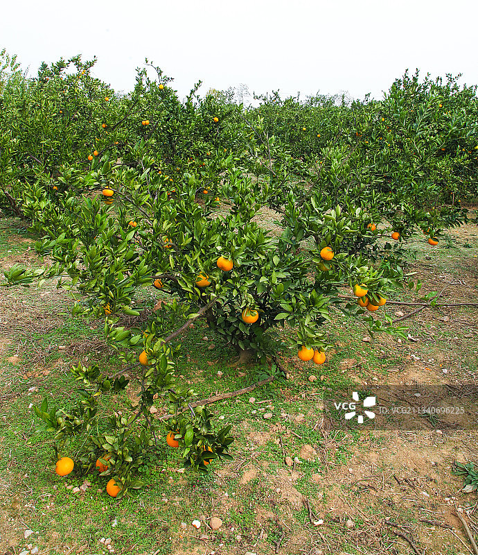 橘子种植基地图片素材