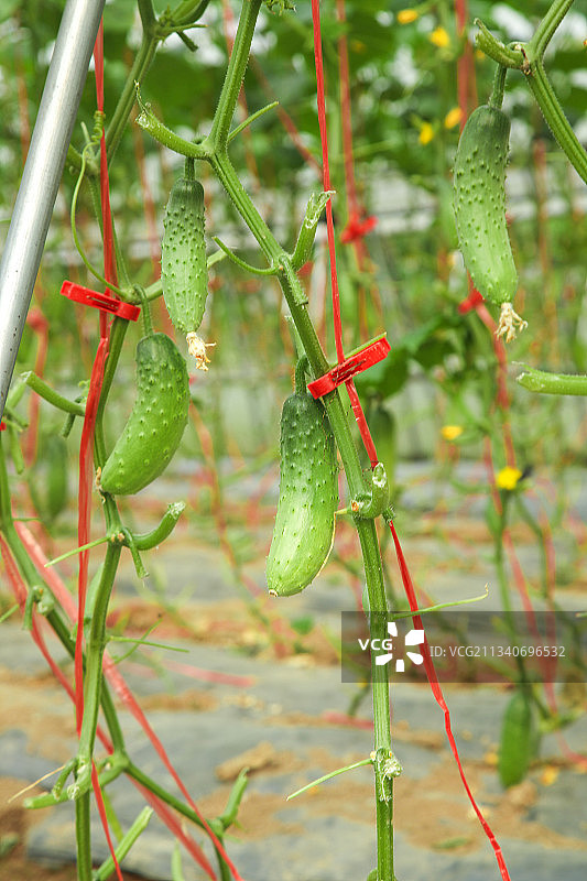 藤子上的小黄瓜图片素材