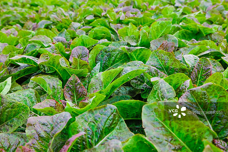 田里种着莴笋图片素材