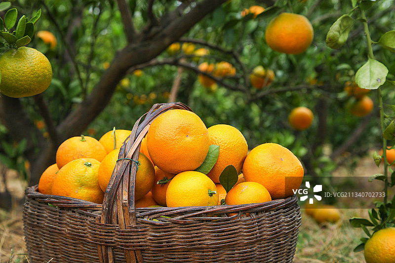 橘子种植园图片素材