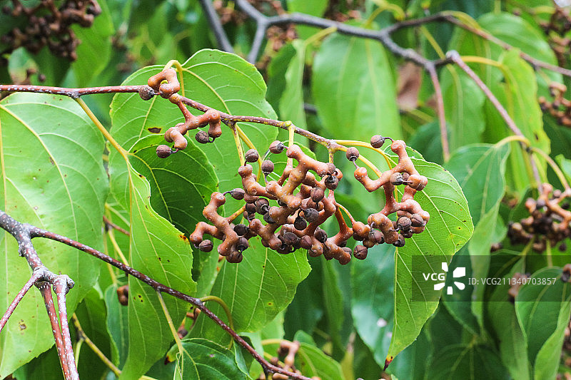 树上长着拐枣图片素材