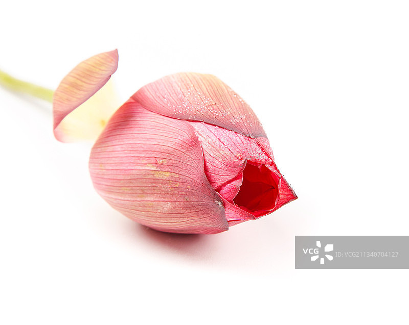 浅底上的莲花图片素材