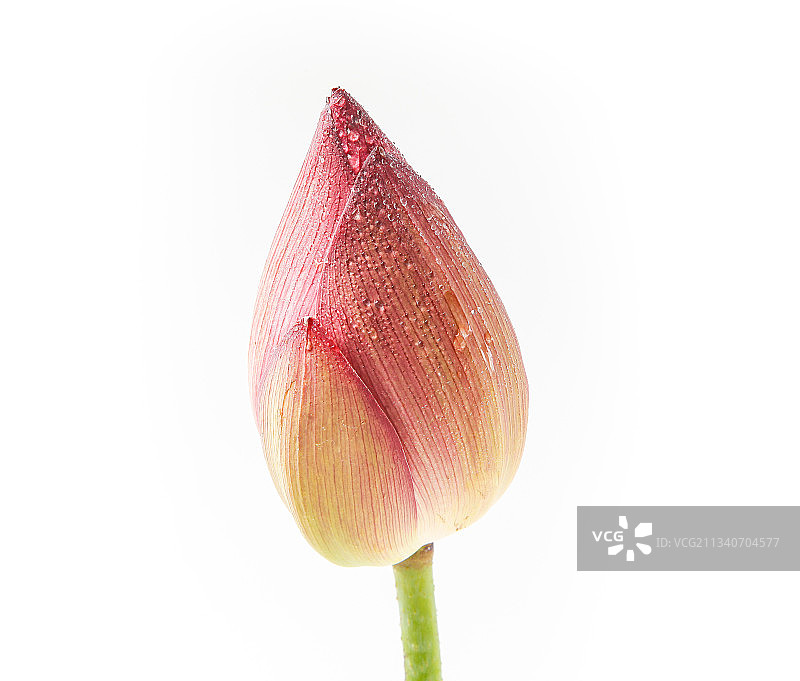 浅底上的莲花图片素材