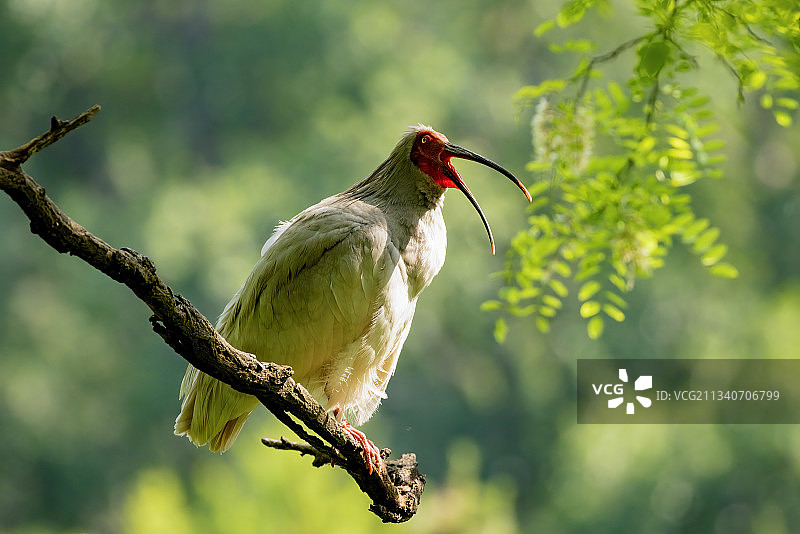 陕西耀州沮河流域洋槐林中栖息的秦岭以北野化放飞朱鹮在枝头鸣唱图片素材
