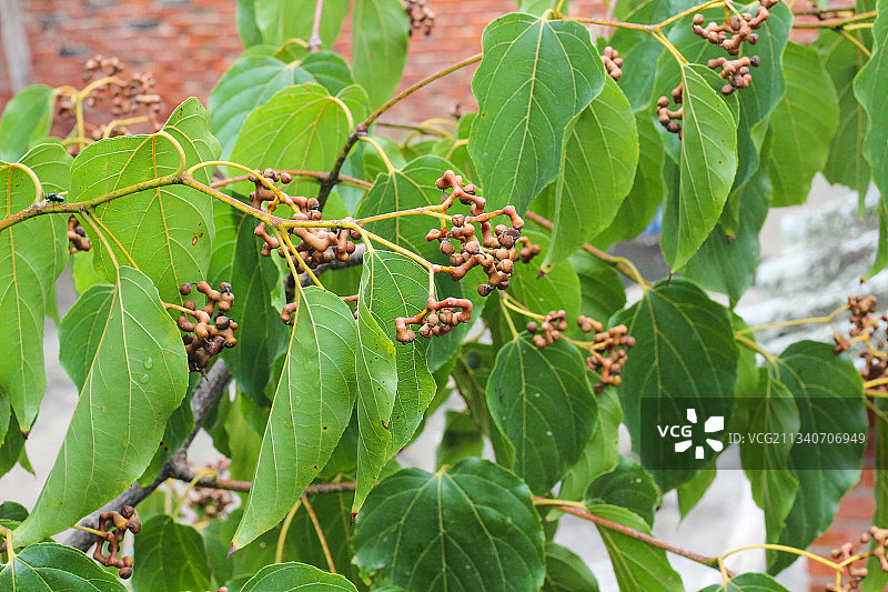 树上长着拐枣图片素材