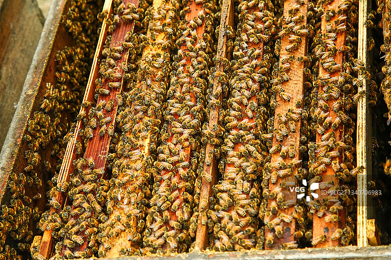 蜜蜂养殖地图片素材