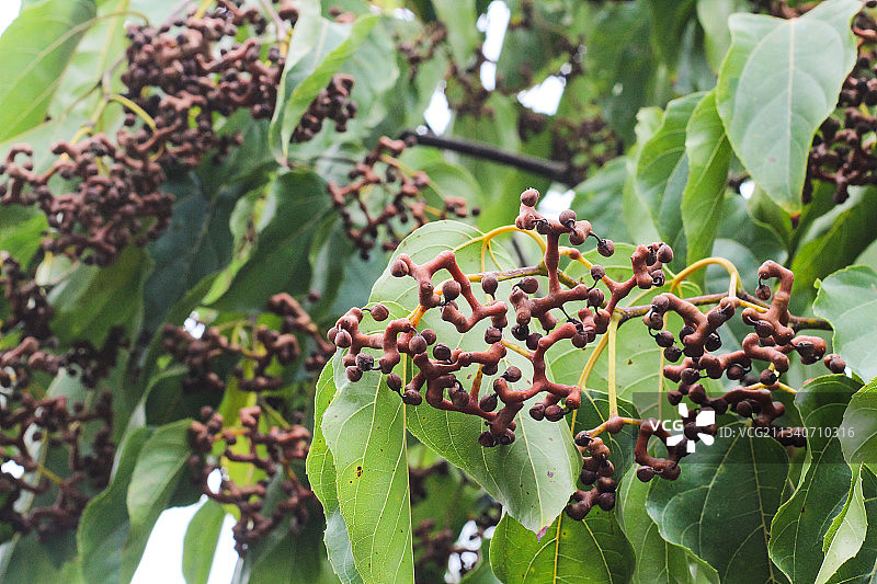 树上长着拐枣图片素材