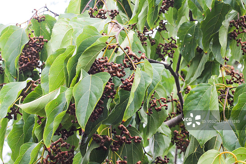 树上长着拐枣图片素材