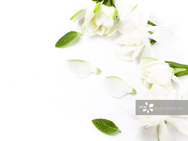 白底上摆放着栀子花图片素材