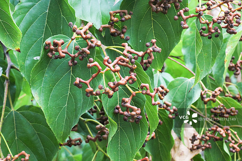树上长着拐枣图片素材