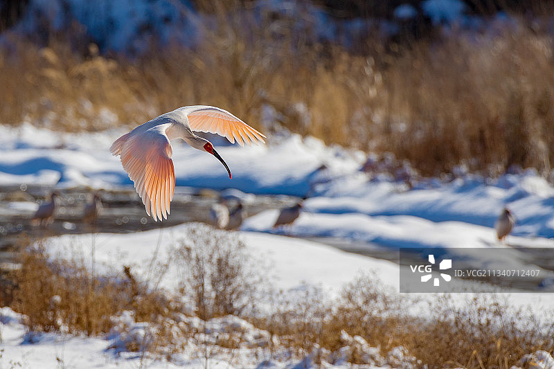 陕西耀州，秦岭以北野化放飞朱鹮在冰雪覆盖的河道附近飞动。图片素材