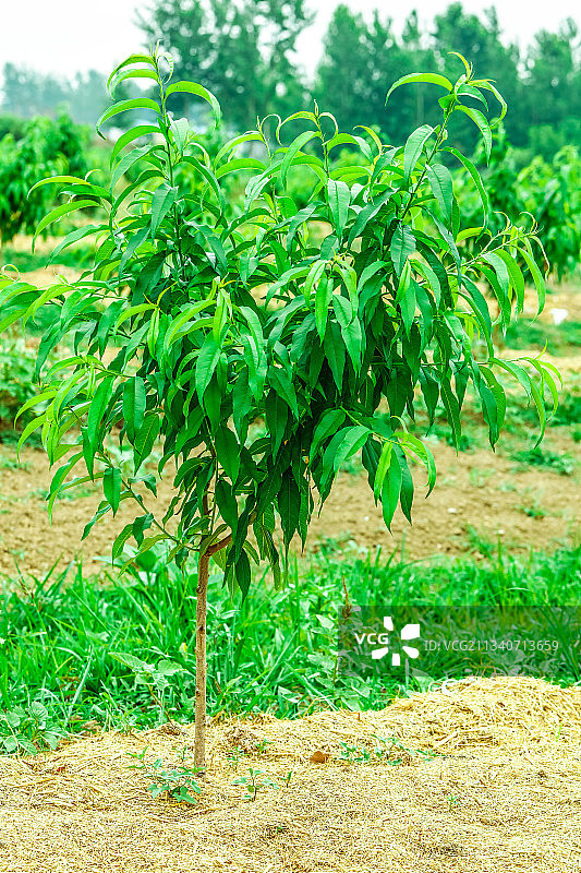 农田里种植的桃子树图片素材
