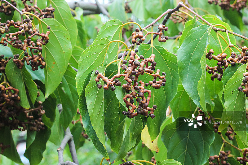 树上长着拐枣图片素材