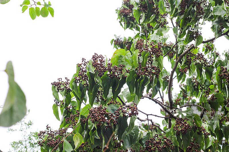 树上长着拐枣图片素材