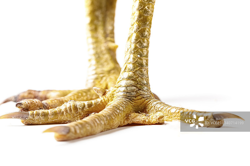 公鸡爪子图片素材