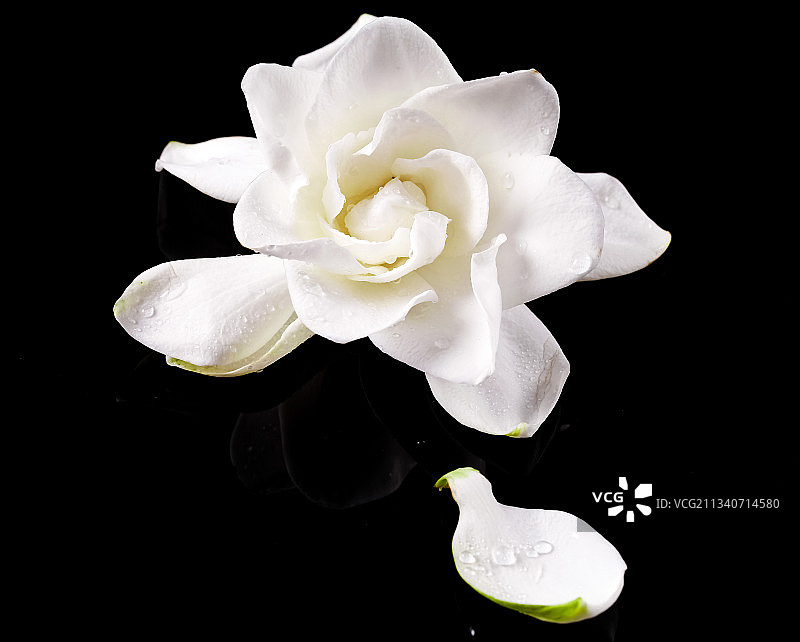 黑底上摆放着栀子花图片素材