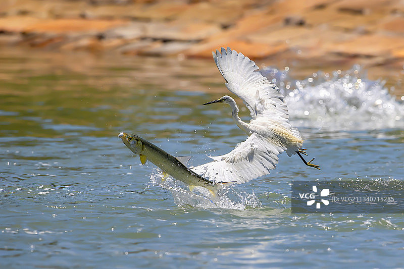 鹭鱼争渔图片素材