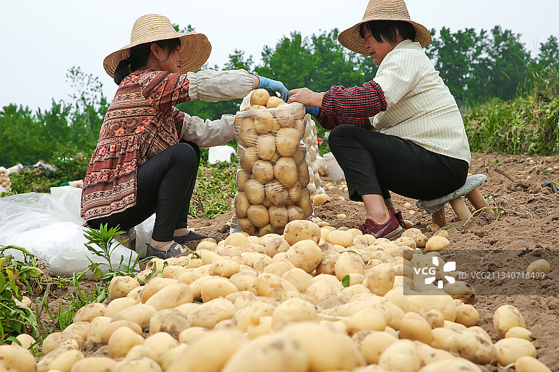 农民在收土豆图片素材
