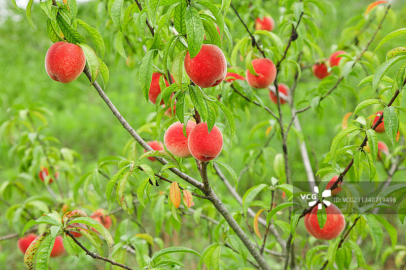 树上挂着桃子图片素材