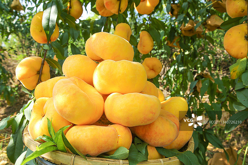 篮子里装着蟠桃图片素材