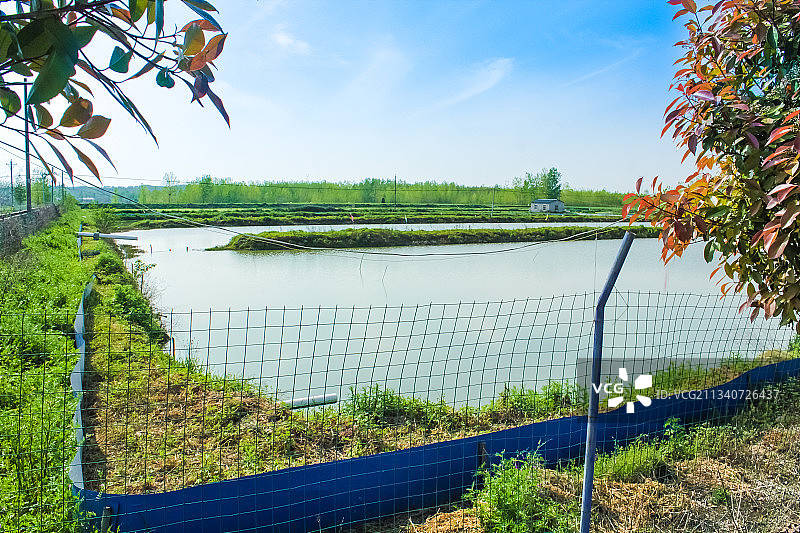 一片池塘图片素材