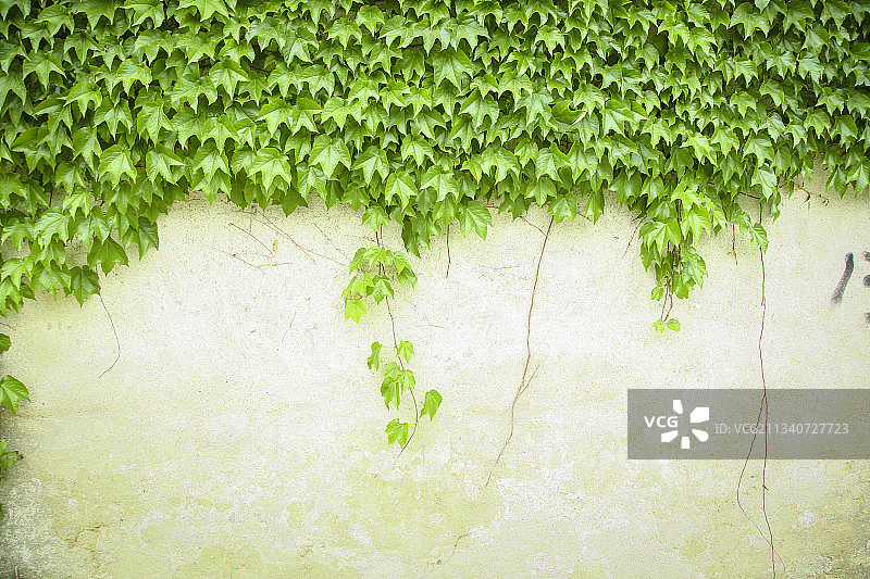 墙上的爬山虎图片素材