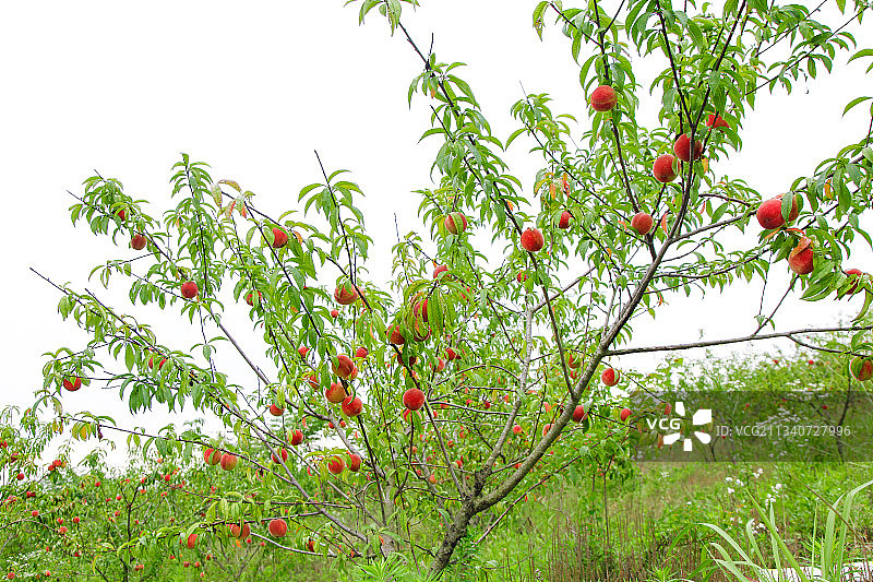 树上挂着桃子图片素材