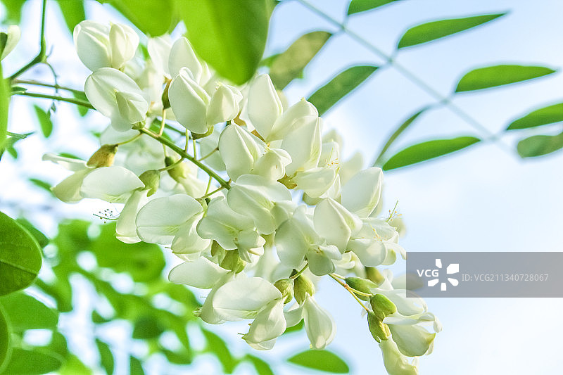 槐树槐花图片素材