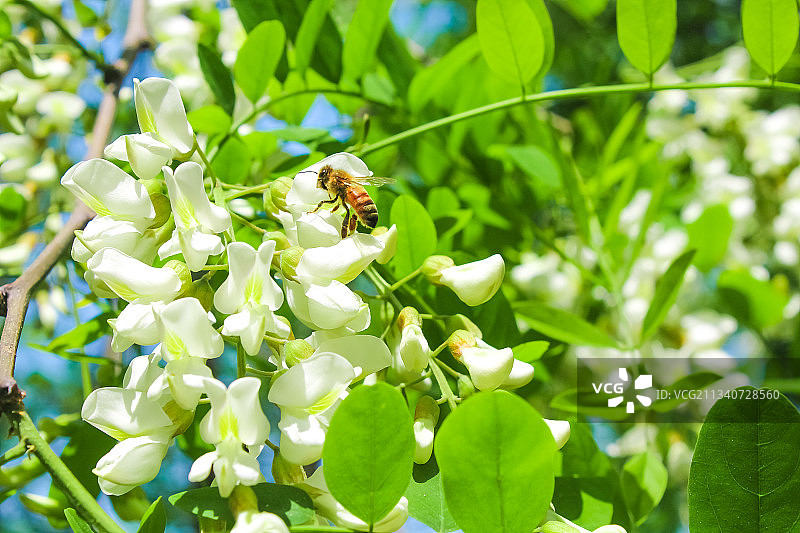 槐树槐花图片素材