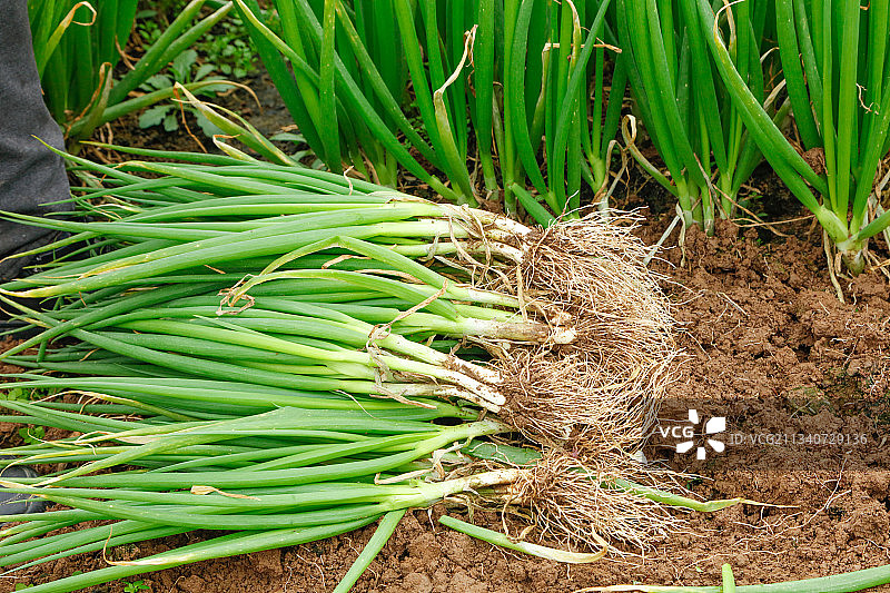 田里的大葱图片素材