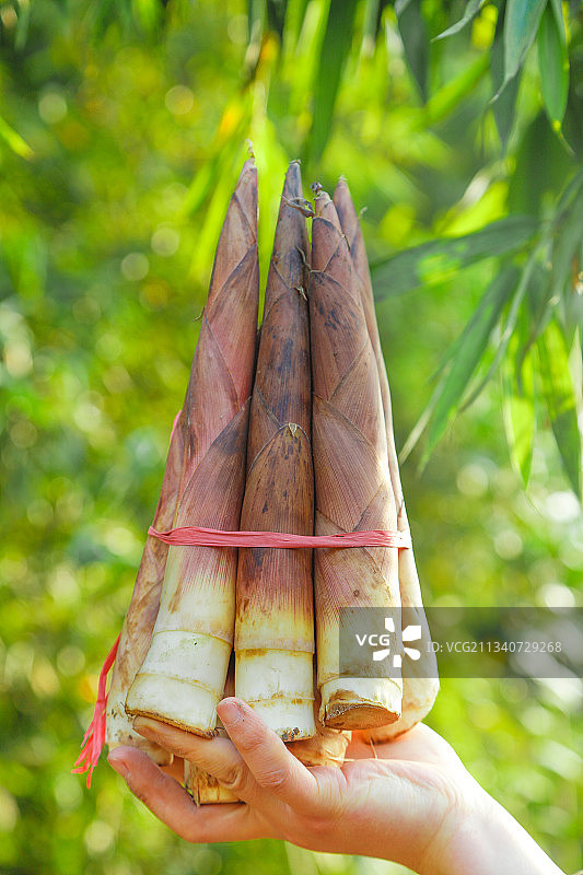 手里拿着雷笋图片素材