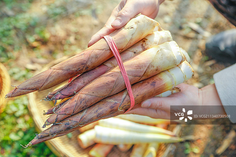 手里拿着雷笋图片素材