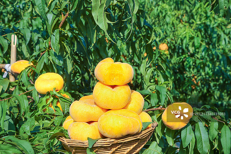 篮子里装着蟠桃图片素材