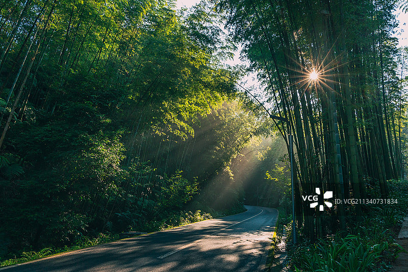 竹林中的阳光图片素材