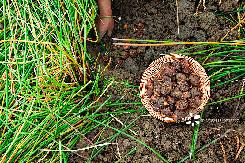 户外的马蹄田图片素材