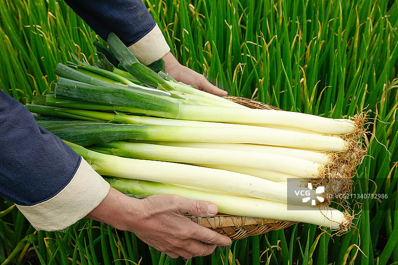 农民手里拿着大葱图片素材