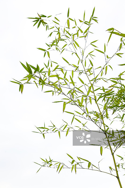 户外的竹子图片素材