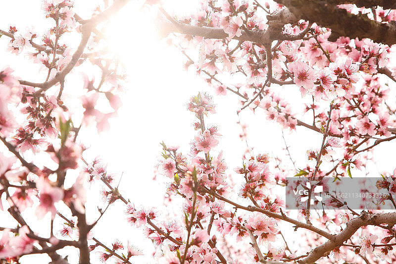 山上的桃林图片素材