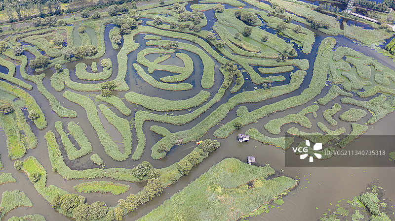 江苏盐城大纵湖芦苇荡夏季风光图片素材