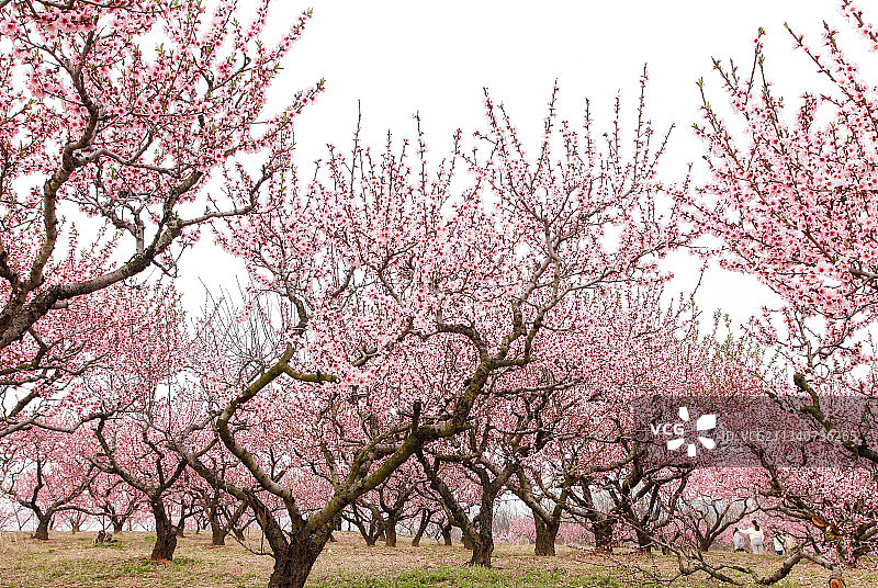 山上的桃林图片素材