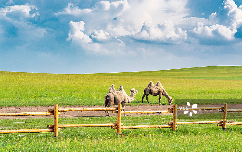 中国内蒙呼伦贝尔草原风景图片素材