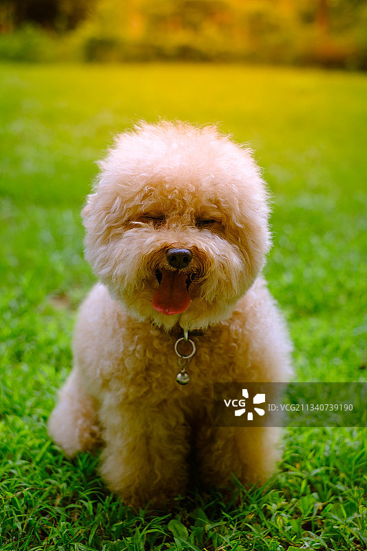 贵宾犬图片素材