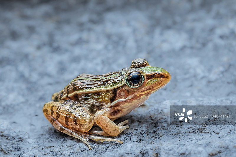 黑斑侧褶蛙图片素材