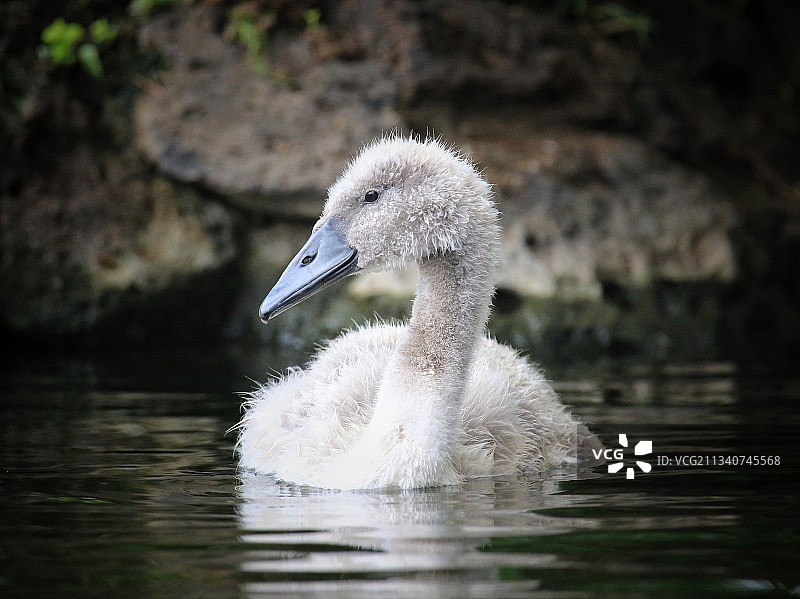 小天鹅图片素材