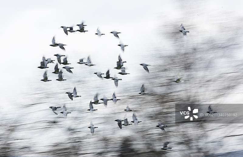 飞行中的竞翔鸽群图片素材