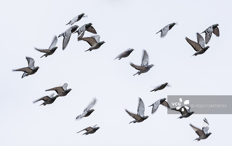 飞行中的竞翔鸽群图片素材