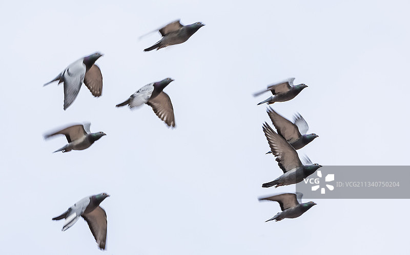 飞行中的竞翔鸽群图片素材