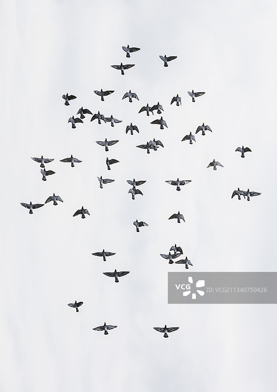 飞行中的竞翔鸽群图片素材