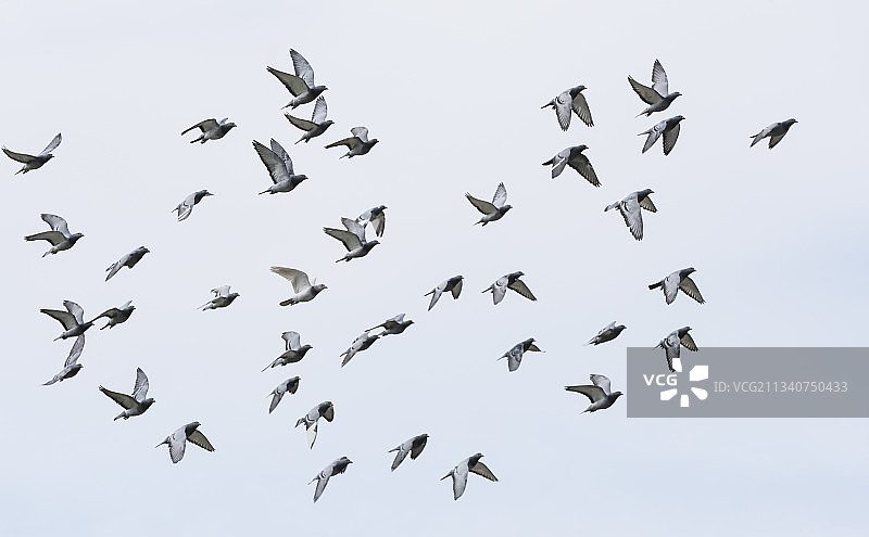 飞行中的竞翔鸽群图片素材