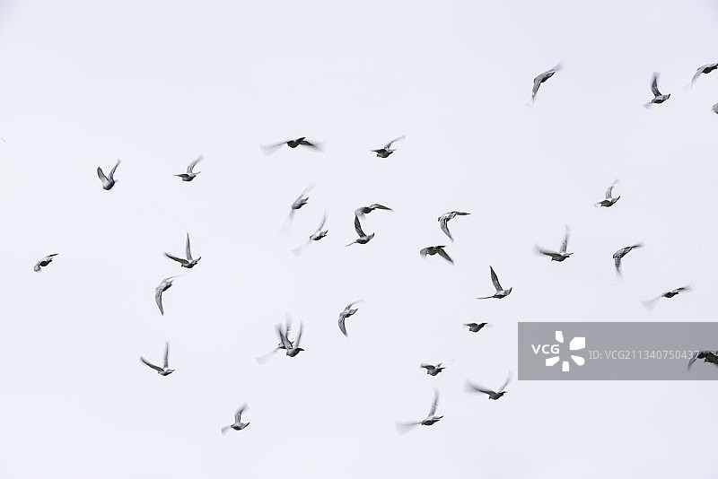 飞行中的竞翔鸽群图片素材